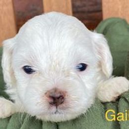 Cavapoo Puppies from Hickory Doodle Farm