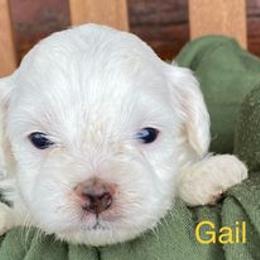 Cavapoo Puppies from Hickory Doodle Farm