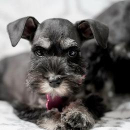 Haizey - Black and silver female Miniature Schnauzer puppy in Snowflake / Phoenix, Arizona from Snowflake Schnauzers
