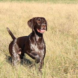 German Shorthaired Pointers from SAND CREEK Shorthairs