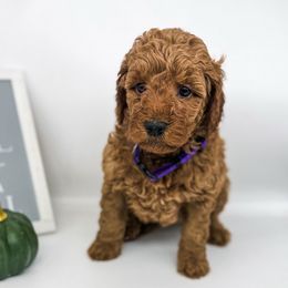 Sugarplum - Apricot female Goldendoodle puppy in O'fallon, Missouri from Rockin R Doodles