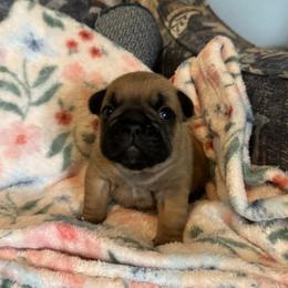 Teddy Jr - Fawn male French Bulldog puppy in Girard, Kansas from Frenchie Kingdom