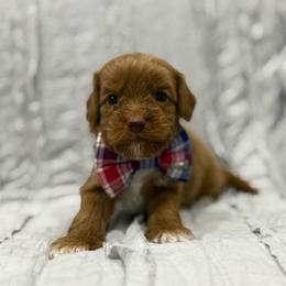Half Dollar - Red male Australian Labradoodle puppy in Calhoun, Louisiana from Arrowhead Australian Labradoodles
