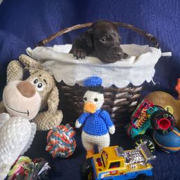 Copper Solid Liver Boy 2 - Liver male German Shorthaired Pointer puppy in Banning, California from ⭐🦆 So Cal on Point GSP'S🇺🇲🇩🇪 lg