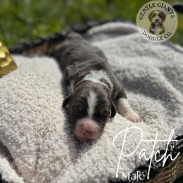 Assorted Doodle Crosses and Bernedoodle Puppies from Gentle Giants Doodle Co.