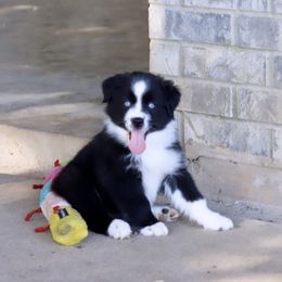 Girl 4 - Miniature Australian Shepherd puppy in Florida from J7 Miniature Australian Shepherds