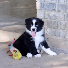 Girl 4 - Miniature Australian Shepherd puppy in Florida from J7 Miniature Australian Shepherds
