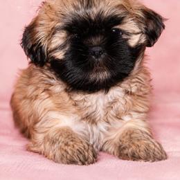 Odessa - Black gold and white female Shih Tzu puppy in Texas from Little Foot Paws 🐾