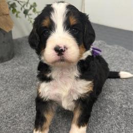 Petunia - Tri-color female Bernedoodle puppy in Hegins, Pennsylvania from Bubbling Springs Doodles, LLC