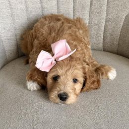 Goldendoodles from Cornerstone Doodles