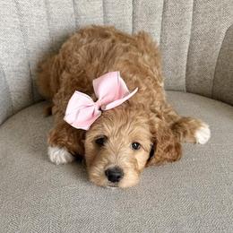 Goldendoodles from Cornerstone Doodles