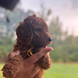 Faith - Red  female Poodle puppy in Osyka, Mississippi from Southern Sunshine Standards
