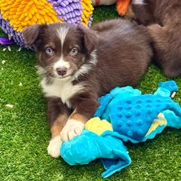Yorick - Red tri-color male Australian Shepherd puppy in Tucson, Arizona from TTTNT Aussies