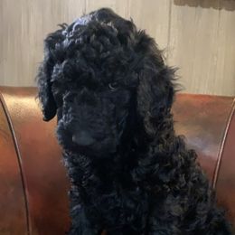 Double Doodle, Goldendoodle, and Pyredoodle Puppies from Little Muddy Doodles