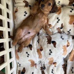 Dachshund Puppies from The Teacup Homestead Miniature Dachshunds