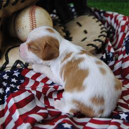 Boy 2 - male Cavalier King Charles Spaniel puppy in Mountain Grove, Missouri from Dogwood & Sassafras Companions