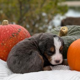 Donner (Black) - Merle male Bernedoodle puppy in Highland, Utah from Angel Pups Deluxe