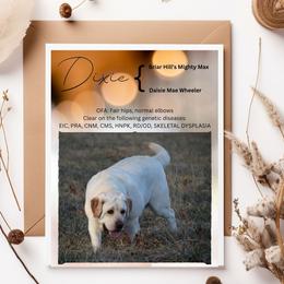 Dixie - Labrador Retriever