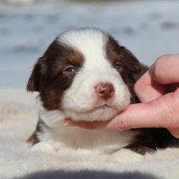 Melody-1500 - Red tri-color female Australian Shepherd puppy in Star City, Arkansas from Circle P Farm Australian Shepherds