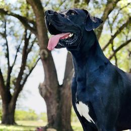 Brutus - Great Dane