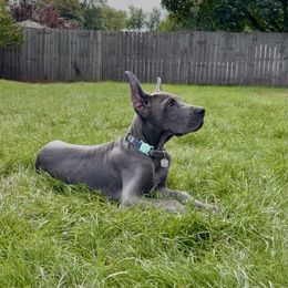 Great Dane Puppies from Lazuli Great Danes
