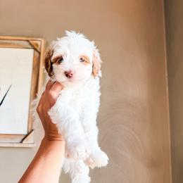 WOODY - Parti male Goldendoodle puppy in Brookville, Pennsylvania from Woodland Mountain Doodles