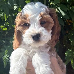 Teddy - Red male Cavapoo puppy in Tucson, Arizona from Adored Poodle & Doodles