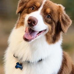 Maverick - Australian Shepherd