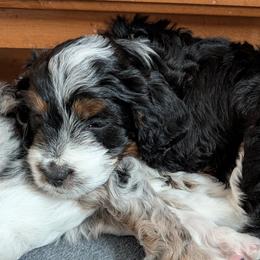 Eclipse - Black tri-color female Aussiedoodle puppy in New Durham, New Hampshire from Ridgeview Aussiedoodles