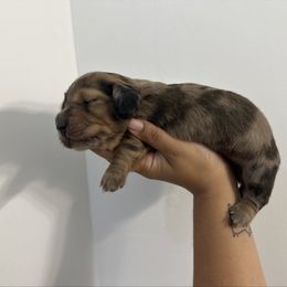 Sourdough (red dapple) - Dapple male Dachshund puppy in Mc Donough, Georgia from L & J Kennel