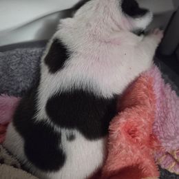 Patchwork ice-cream-aka Amish - Brindle and white male French Bulldog puppy in Sanford, Maine from Sassy Little Bulldogs