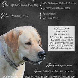 Max - Yellow male Labrador Retriever puppy in Roaring Spring, Pennsylvania from Briar Hill Labradors PA 12145