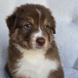 Boy 1 - Red tri-color male Australian Shepherd puppy in Silsbee, Texas from Work 'n' Ranch Aussies LLC