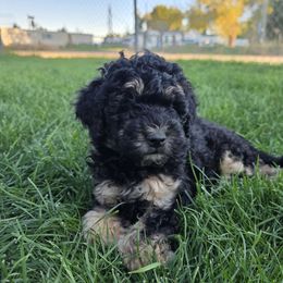 Virana - Black and white female Sheepadoodle puppy in Blackfoot, Idaho from Draper Mountain Doodles
