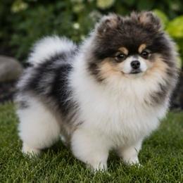 Yeti - Pomeranian