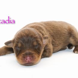 Acadia - Red tri-color female Australian Shepherd puppy in Coldwater, Michigan from Northern Star Australian Shepherds