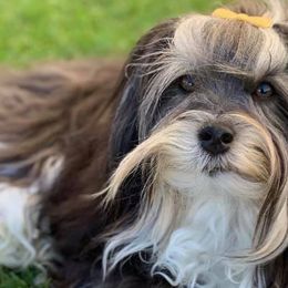 Havanese from Willowbrook Havanese