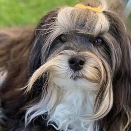 Havanese from Willowbrook Havanese