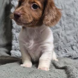 Lilly - Piebald female Dachshund puppy in Dixon, Missouri from Kickapoo Bassets