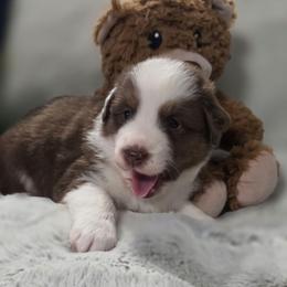 Red Collar - Red tri-color male Miniature American Shepherd puppy in Statesboro, Georgia from Azure Miniature American Shepherds