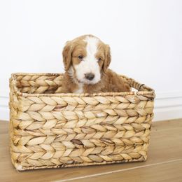 Goldendoodle, Irish Doodle, Labradoodle, and Poodle Puppies from Desert Doodles