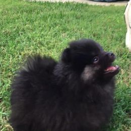 Pomeranian Puppies from Lone Wolf Poms