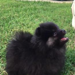 Pomeranian Puppies from Lone Wolf Poms
