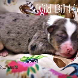 Miniature American Shepherd Puppies from Borderview Aussies