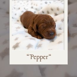 Girl 4 - Australian Labradoodle puppy in Chelsea, Michigan from Michigan Labradoodles