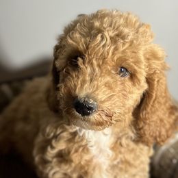Girl 2 - Apricot Goldendoodle puppy in Lancaster, South Carolina from MJ's Designer Doodles
