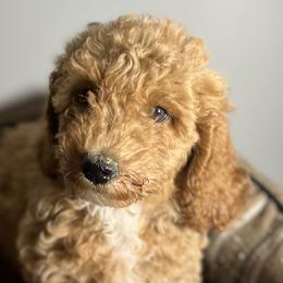 Girl 2 - Apricot Goldendoodle puppy in Lancaster, South Carolina from MJ's Designer Doodles