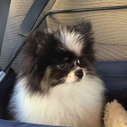Pomeranians from Heavenly Pomeranians