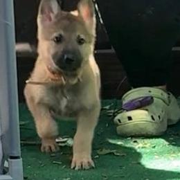 Rudy - Sable male German Shepherd puppy in Yuba City, California from Barton’s German Shepherds