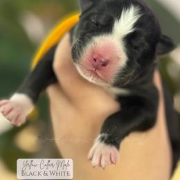 Scorpion - Black and white male Siberian Husky puppy in Lodi, California from Wolves with Amor